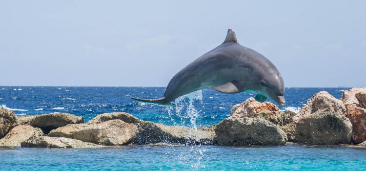 Το δελφίνι