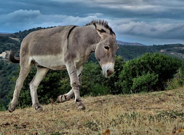 Μεγανησιώτικο διήγημα