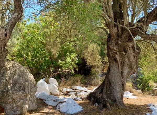 Ο ΣΚΑΤΛΙΑΡΗΣ ΚΑΙ Ο ΛΑΚΚΟΣ ΤΟΥ